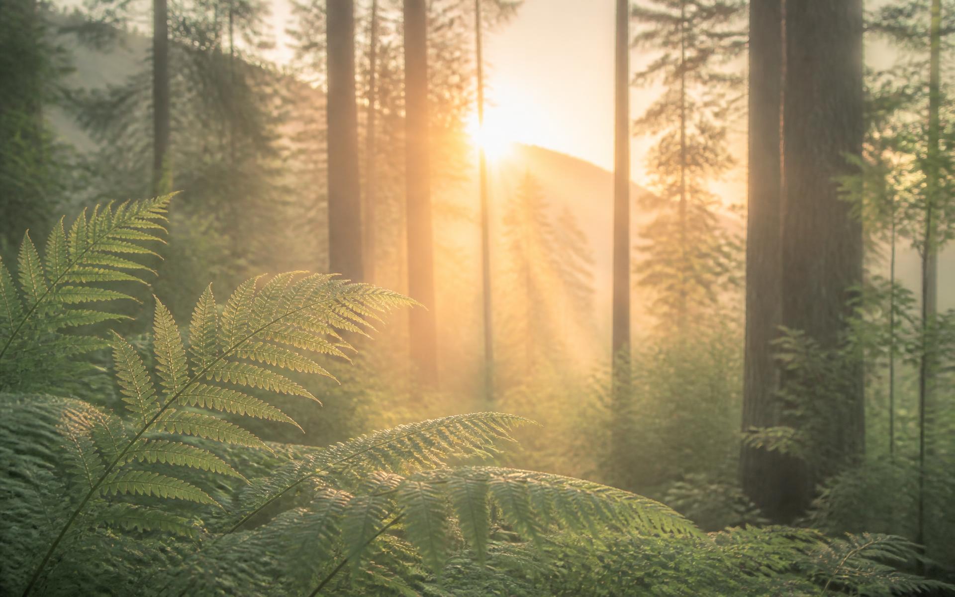 Floresta serena ao amanhecer com samambaias e luz dourada